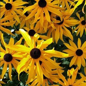 Meet your Posher, Chloe